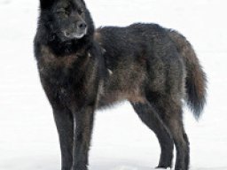 Loup de l&#039;archipel Alexandre
